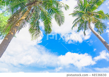 Coconut palm tree and blue sky with cloud Coconut palm tree and blue sky with cloud 48536630