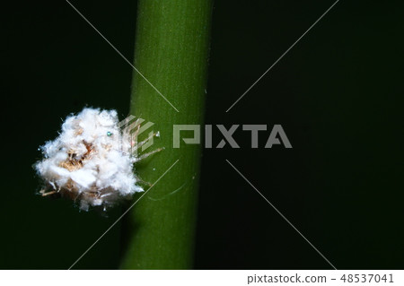 A kind of larva of the rhododendron 48537041