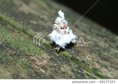 A kind of larva of the rhododendron A kind of larva of the rhododendron 48537103