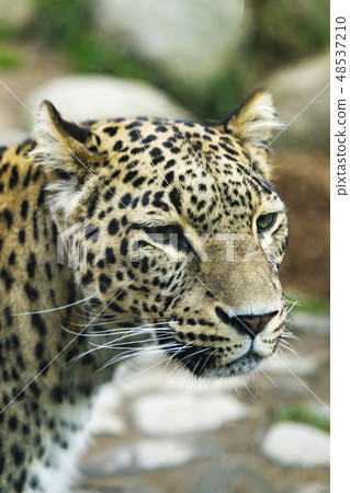 Portrait of a predatory spotted animal Leopard 48537210