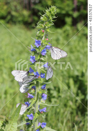 Cabbage butterfly on a flower blue devil Cabbage butterfly on a flower blue devil 48537637