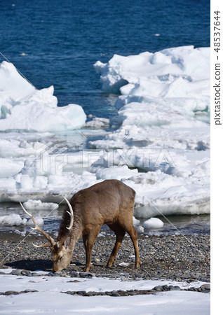 Ezoshika (Hokkaido) that appeared on the seaside where drift ice remained Ezoshika (Hokkaido) that appeared on the seaside where drift ice remained 48537644
