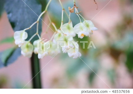 沖繩秋海棠花 48537656