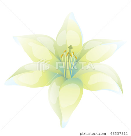 Illustration of beautiful lily on white background Illustration of beautiful lily on white background 48537811