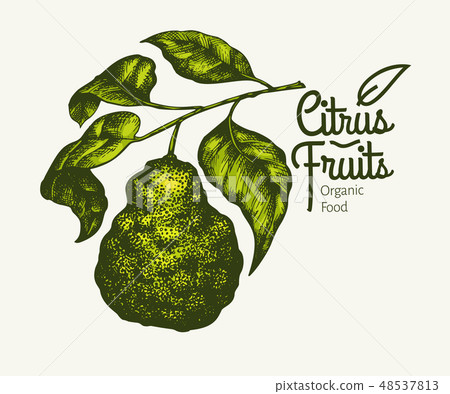 Bergamot branch illustration. Vintage Bergamot branch illustration. Vintage 48537813