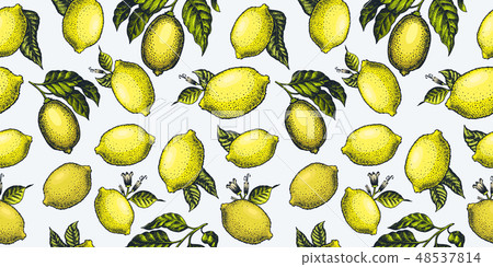 Lemon seamless pattern. Vintage citrus Lemon seamless pattern. Vintage citrus 48537814