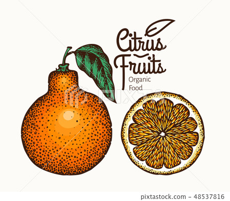 Tangelo fruit illustration. Vintage Tangelo fruit illustration. Vintage 48537816