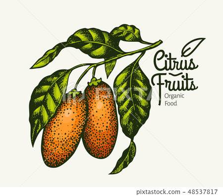 Kumquat branch illustration. Vintage Kumquat branch illustration. Vintage 48537817