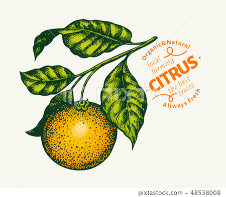 Orange branch illustration. Vintage Orange branch illustration. Vintage 48538008