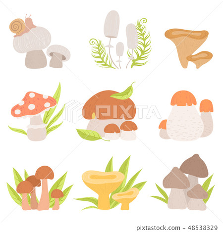 Different Kinds Of Forest Mushrooms Set Edible Stock Illustration