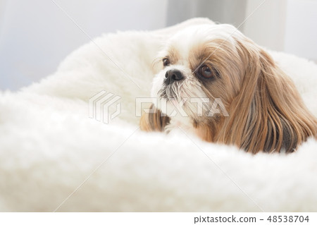 Shih tzu 48538704