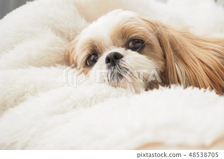 Shih tzu 48538705