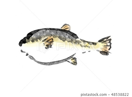 Fugu fukuga pig Mahugu handwriting hand-drawn writing brush painting 48538822