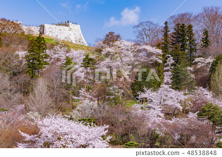 Nipponmatsu Castle and Cherry Blossoms 48538848