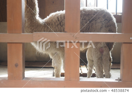 Alpaca 48538874