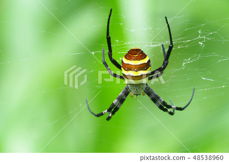 Koganegumo(女) Koganegumo(女) 48538960