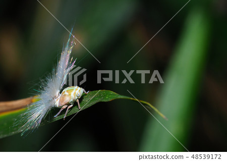 Larva of Amigasa Hagoromo 48539172