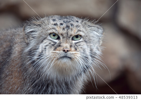 Pallas's cat, Otocolobus manul 48539313