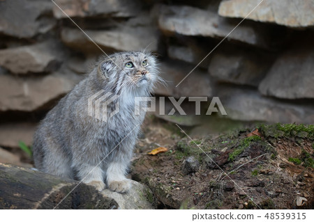 Pallas's cat, Otocolobus manul 48539315