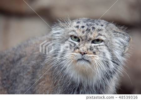 Pallas's cat, Otocolobus manul 48539316
