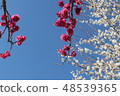 Plum blossom  48539365