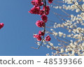 Plum blossom  48539366
