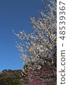 Plum blossom  48539367
