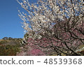 Plum blossom  48539368
