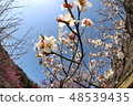 Plum blossom  48539435