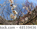 Plum blossom  48539436