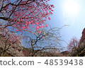 Plum blossom  48539438