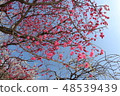 Plum blossom  48539439