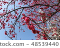 Plum blossom  48539440