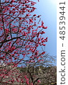 Plum blossom  48539441