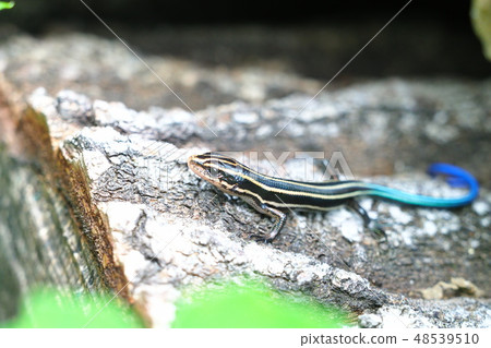 Higashi ni Hondo lizard juvenile Higashi ni Hondo lizard juvenile 48539510