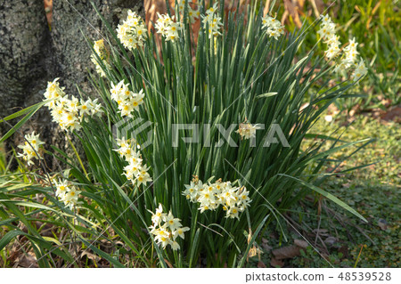 Narcissus flower 48539528