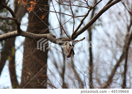 壓膠 壓膠 48539668