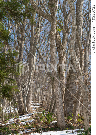 Snow melting mountain Snow melting mountain 48539722