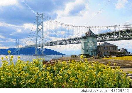 在明石大橋（神戶市Tarumizu區）開花的強姦花 48539743