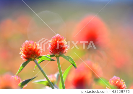 令人嘆為觀止的美麗天空 48539775