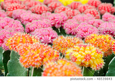 Close up of colorful cactus plant. 48539843