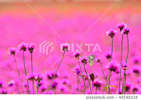 令人嘆為觀止的美麗天空 令人嘆為觀止的美麗天空 48540328