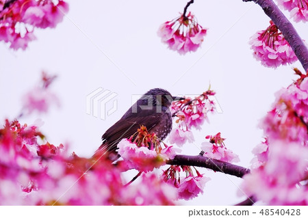 Kawazu cherry blossoms and bulbuls Kawazu cherry blossoms and bulbuls 48540428