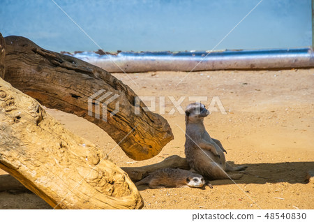 Funny meercats sitting in shadow 48540830