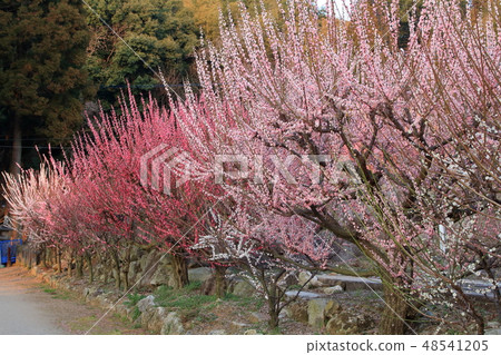 Omuta-shi Funami-ji Temple flowers, 48541205