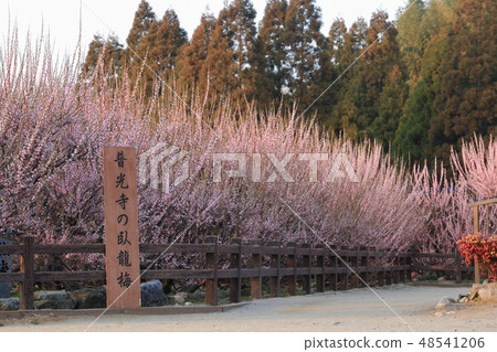 Omuta-shi Funami-ji Temple flowers, Omuta-shi Funami-ji Temple flowers, 48541206