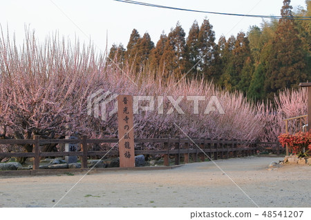 Omuta-shi Funami-ji Temple flowers, Omuta-shi Funami-ji Temple flowers, 48541207