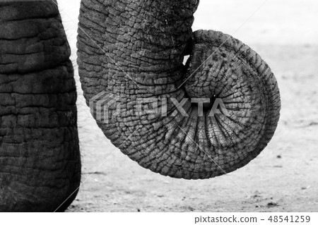 Elephant's nose 48541259