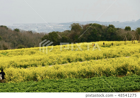 Rape blossoms 48541275