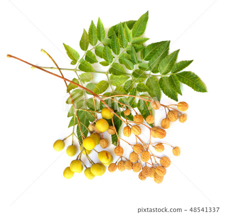 Melia azedarach 48541337